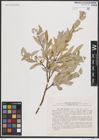Foto von Salix brachypoda (Trautv. & C. A. Mey.) Kom.